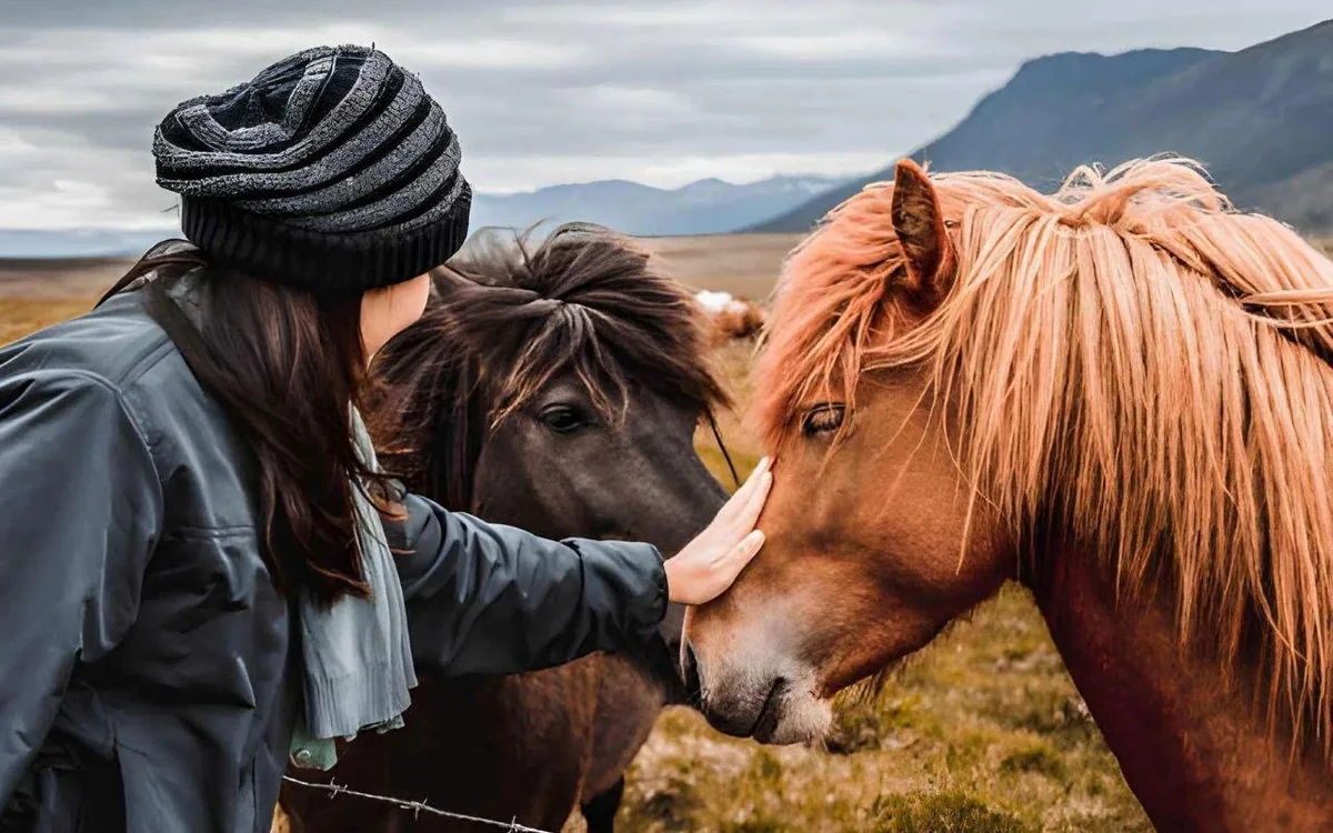 Icelandic horses at a farm in the Westfjords