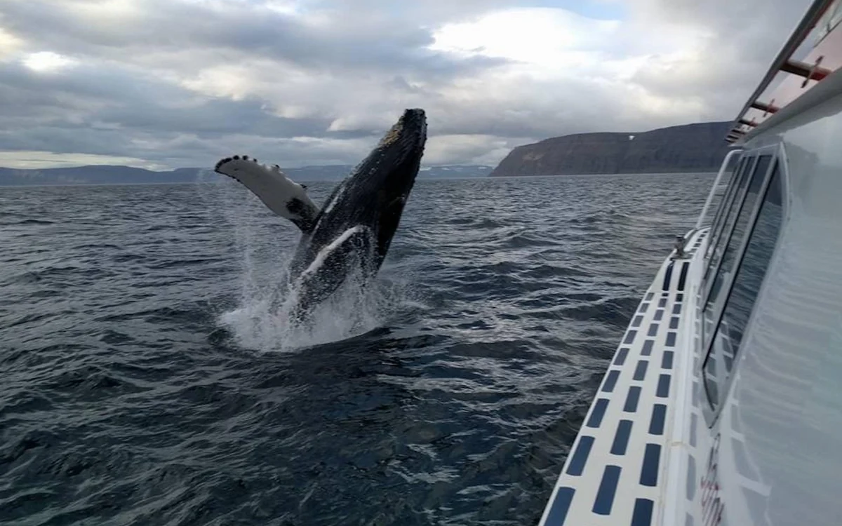A humpback whale surfacing beside a small boat