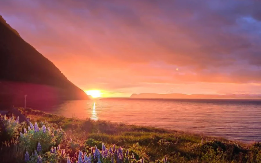 The low sun over the fjord above a field of lupins