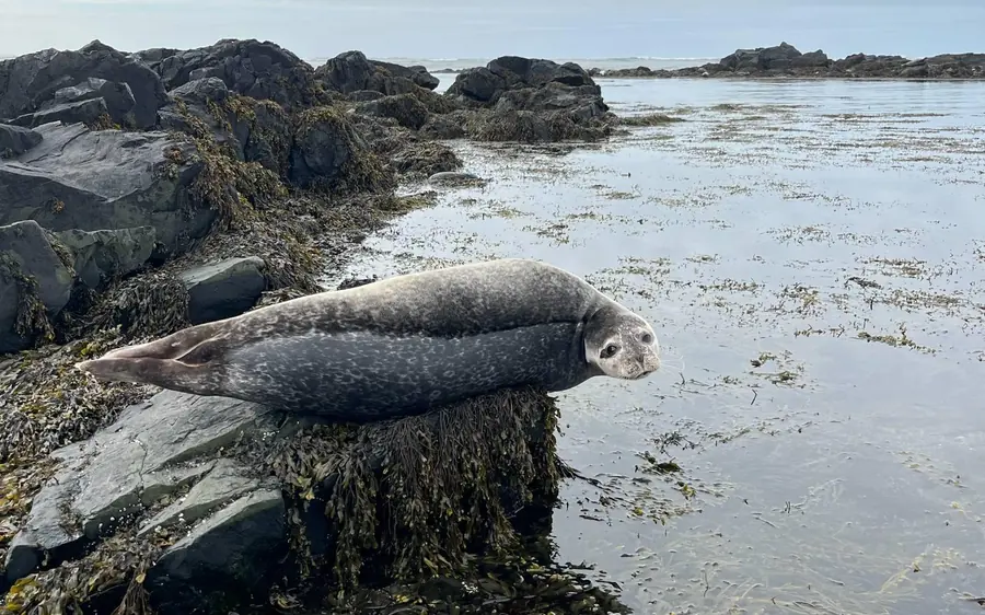 A seal resting on the seaweed at the edge of the water