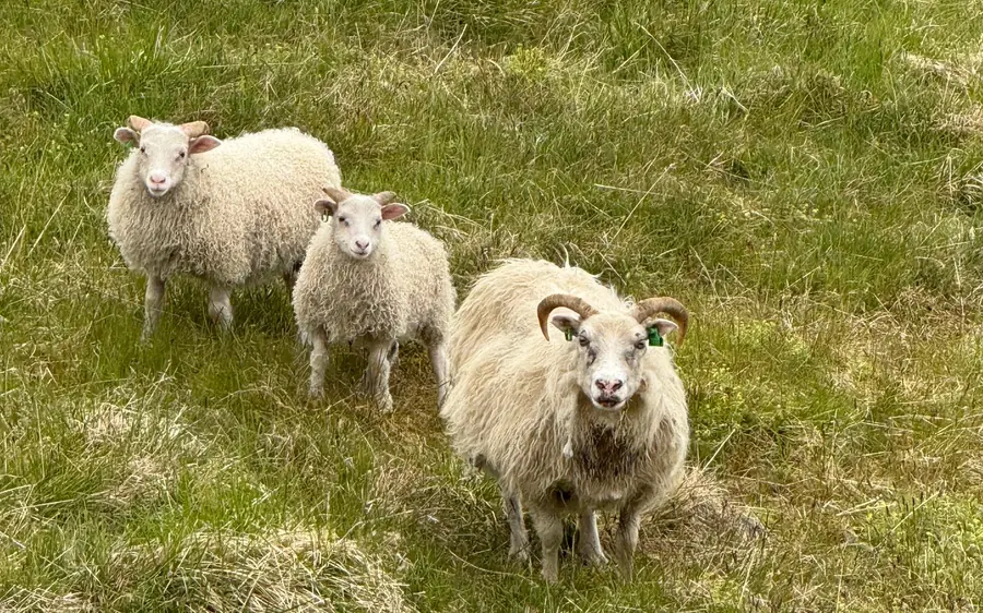 Icelandic sheep standing in the grass above the fjord