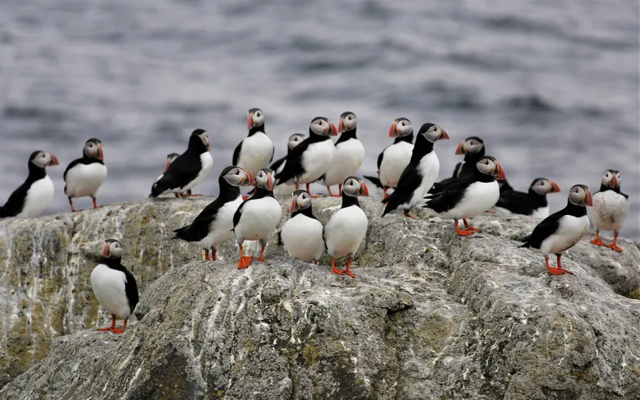 A crowd of puffins standing on a rock above the sea