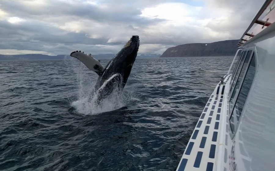 A humpback whale breaching beside a boat in the fjord